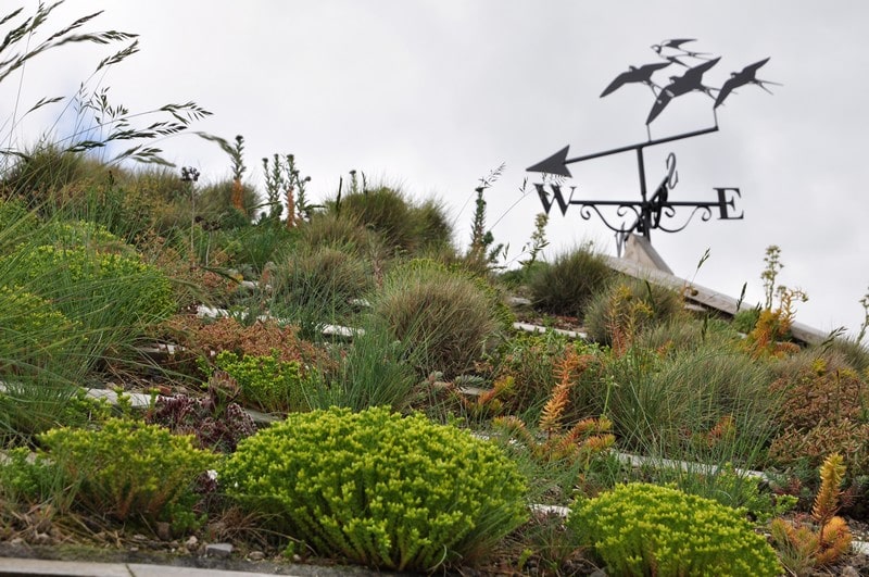 An alpine green roof