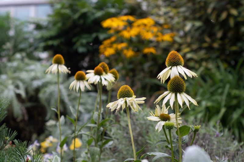 Bee friendly Echinacea