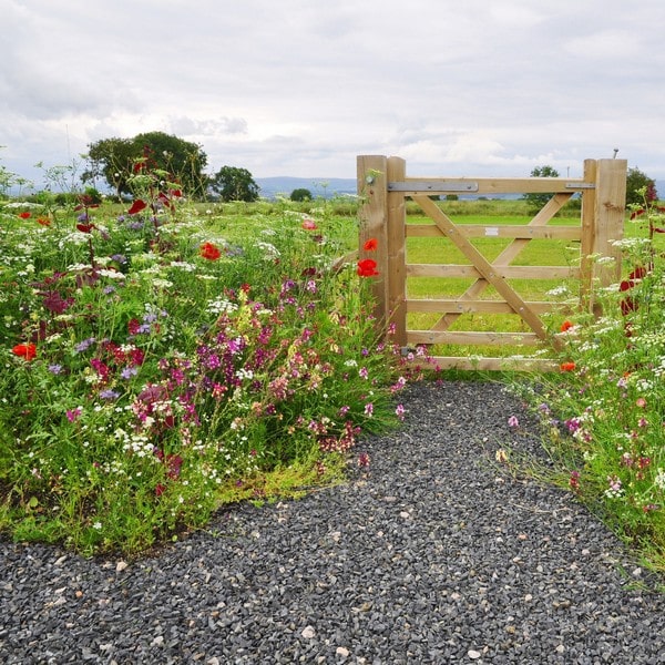 Planting of a pictorial meadow in Lamonby, Cumbria