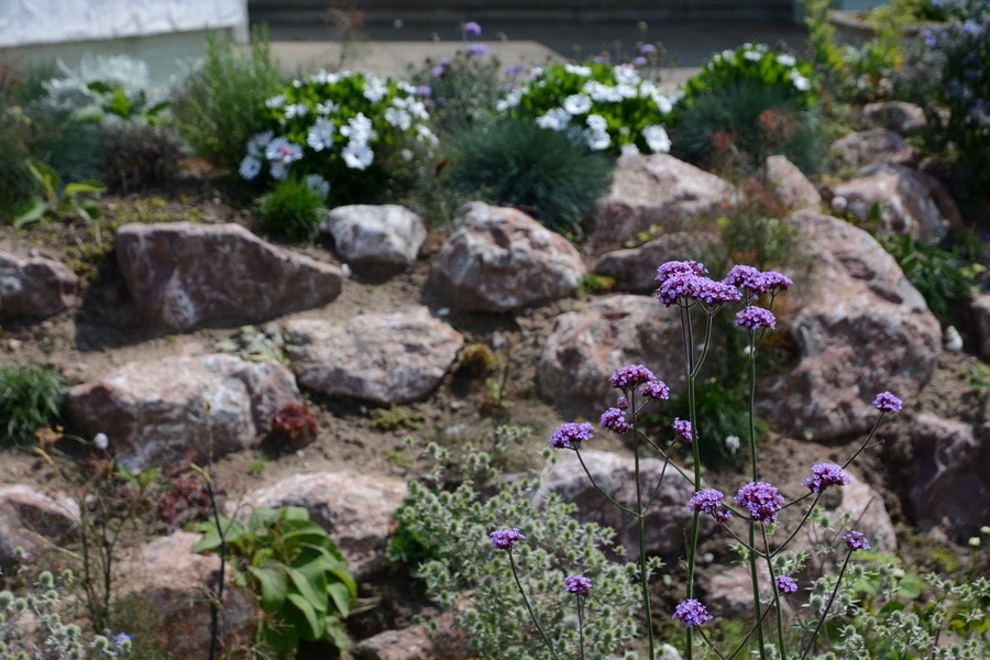 Verbena with rockery in the background
