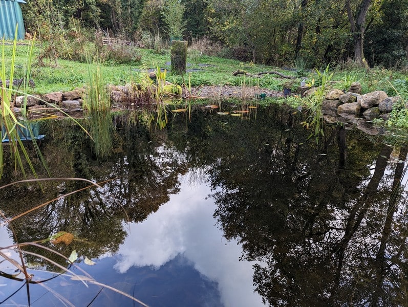 A wildlife pond