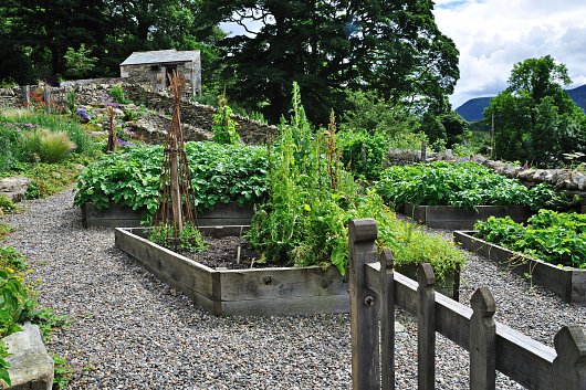 A Vegetable garden in Lorton
