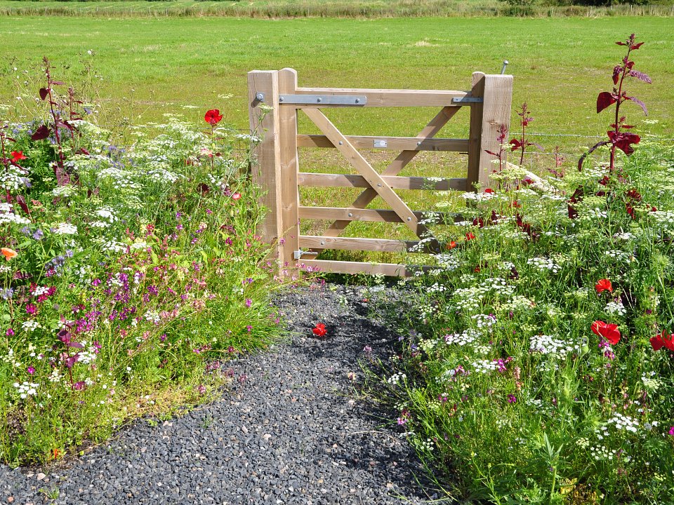 Meadow style planting